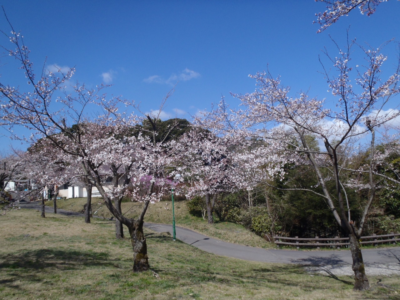 休養地園便り 桜情報 霧島高原国民休養地