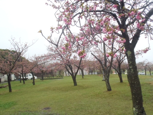 八重桜