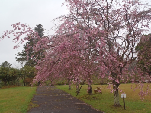 しだれ桜