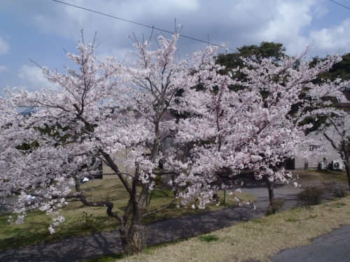 染井吉野