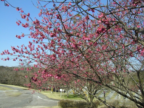 桜